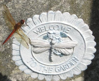 images/dragonfly welcome